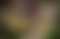 Описание изображения