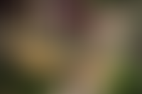 Описание изображения