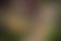 Описание изображения