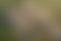 Описание изображения