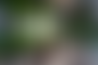 Описание изображения