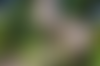 Описание изображения