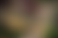 Описание изображения