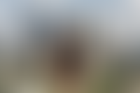 Описание изображения