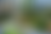 Описание изображения