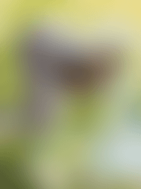 Описание изображения