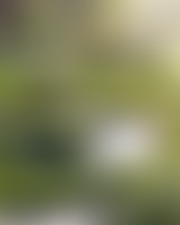 Собственный парк